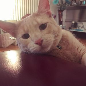 Meet your Posher, Patricia